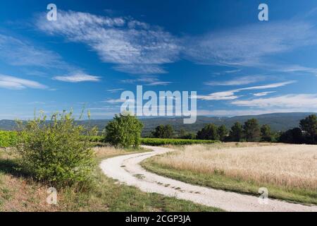 Landstraße durch Maisfeld, Blick auf Plateau de Vaucluse, Roussillon, Provence, Departement Vaucluse, Region Provence-Alpes-Cote d`Azur, Frankreich Stockfoto